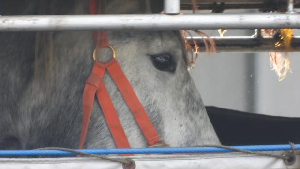 Horses 'still dying' after flights from Canada to Japan — and regulator seems unaware