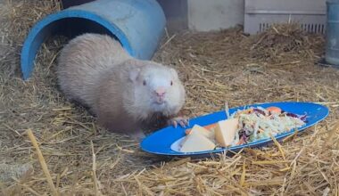 Wiarton Willie, Ontario's beloved weather-prognosticating groundhog, is dead
