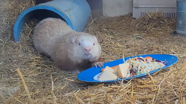 Wiarton Willie, Ontario's beloved weather-prognosticating groundhog, is dead