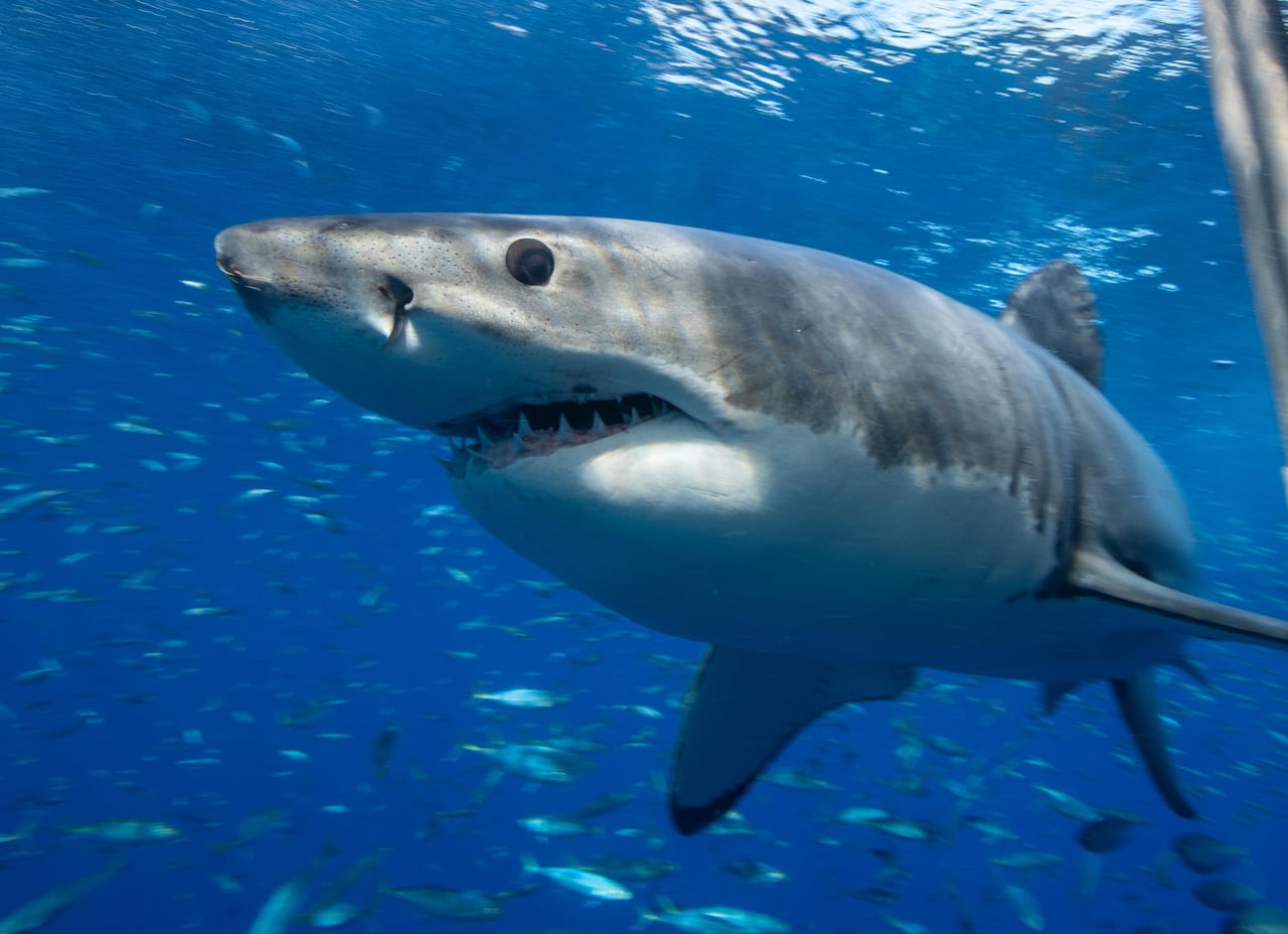 Great white shark swimming amongst the fish