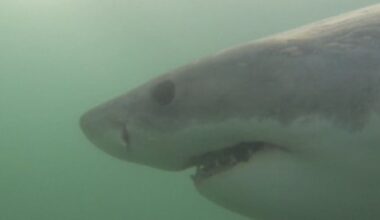 Researchers 'ping' great white shark near Vancouver Island