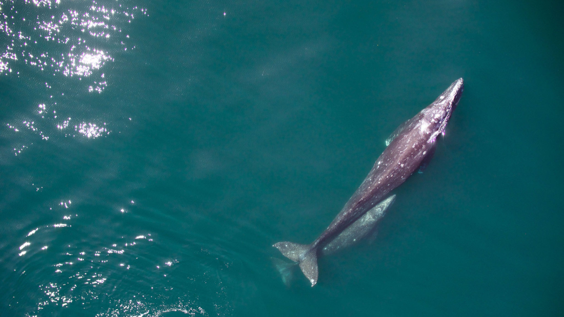 Aerial view of a large whale swimming just below the surface of clear turquoise water, with a smaller whale alongside it, their bodies visible through the sunlit sea.