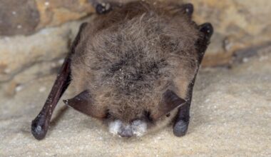 Deadly bat fungus first discovered in Grand Forks spreads to Metro Vancouver