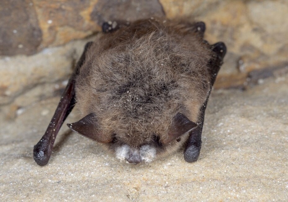 Deadly bat fungus first discovered in Grand Forks spreads to Metro Vancouver