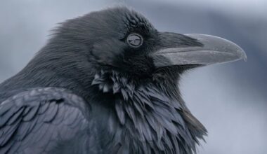 Bird flu confirmed in 2 ravens in Yellowknife, government says
