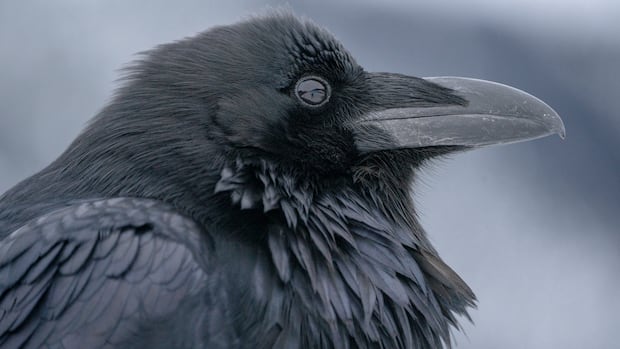 Bird flu confirmed in 2 ravens in Yellowknife, government says