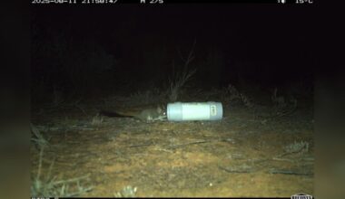 Trail Camera Captures Rare Image Of Pint-Sized Animal Once Thought To Be Extinct