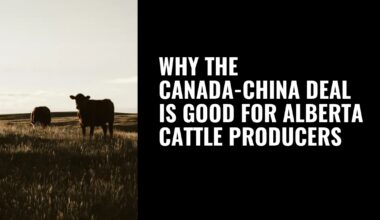 Why the Canada-China deal is good for Alberta cattle producers