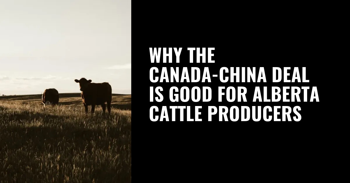 Why the Canada-China deal is good for Alberta cattle producers