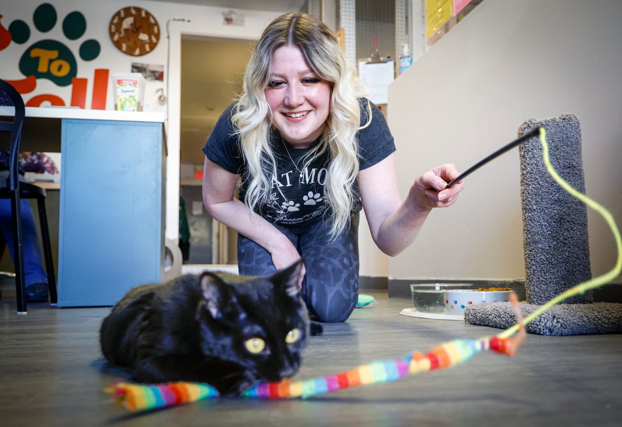 A person plays with a cat.