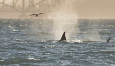 Vancouver orcas identified after visit to Burrard Inlet
