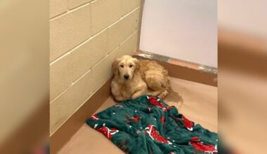 Golden Puppy Shakes In His Shelter Kennel After Being Dumped Without Explanation