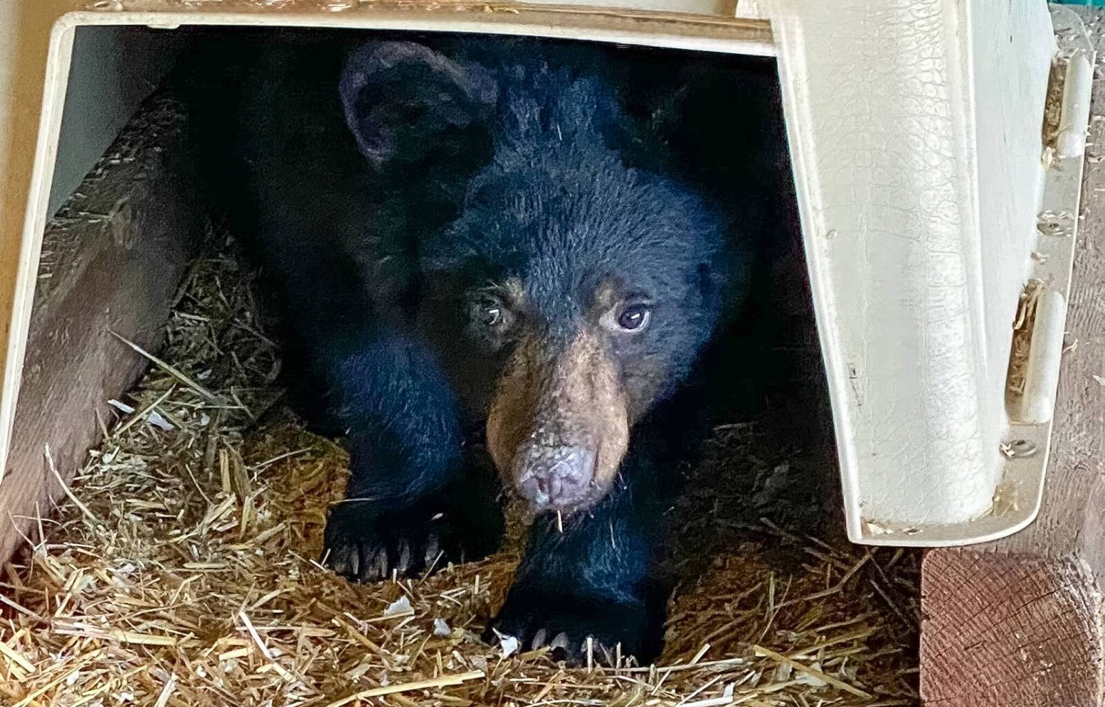 Proposed quarry threatens Manitoba’s bear cub rescue, operator says – Winnipeg Free Press