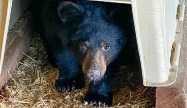 Proposed quarry threatens Manitoba’s bear cub rescue, operator says – Winnipeg Free Press