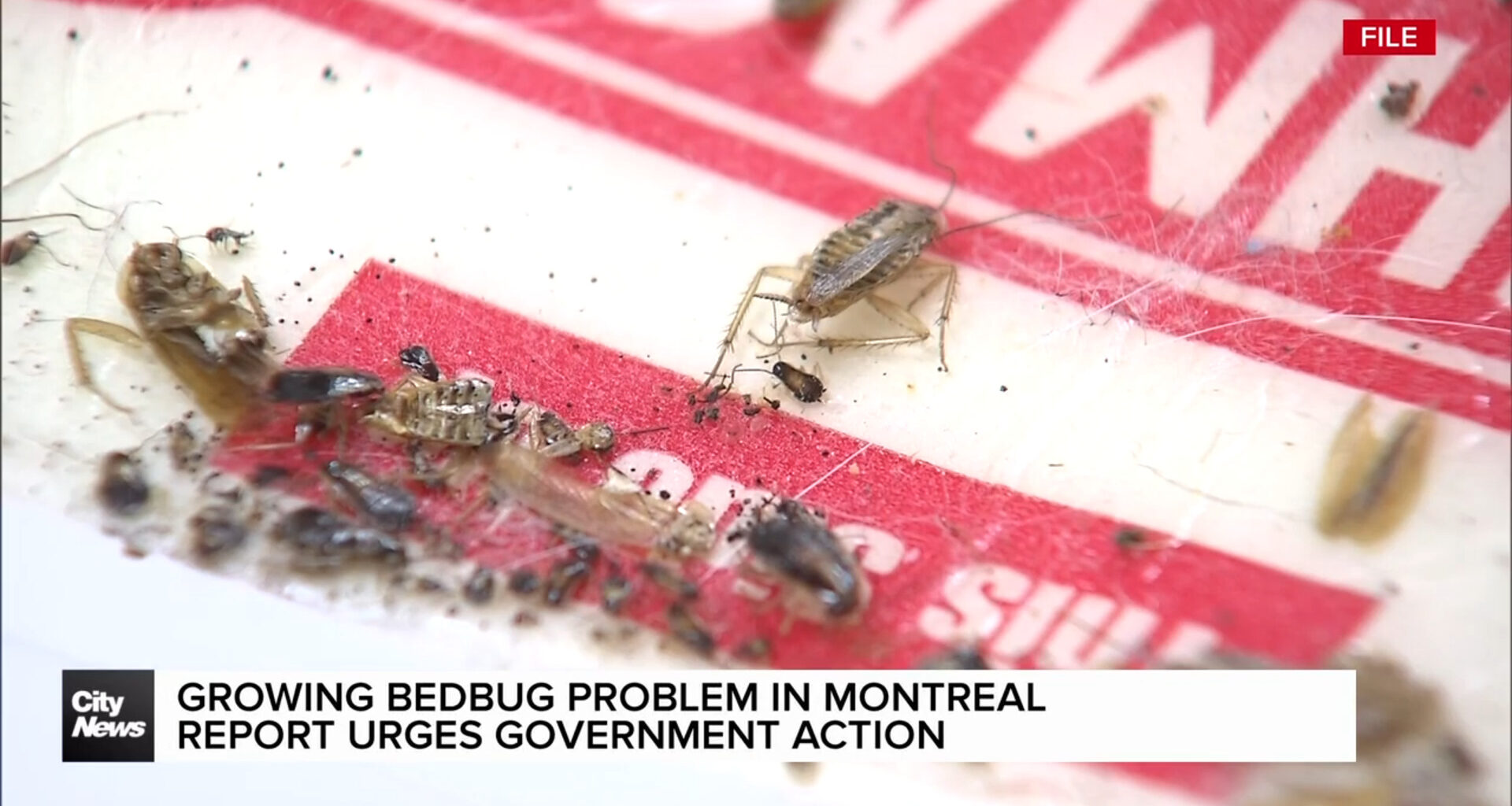 New report shows many Montreal households hit by bedbug infestations