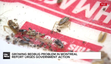 New report shows many Montreal households hit by bedbug infestations