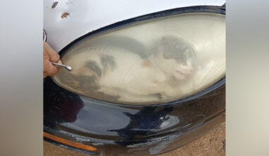 Mechanics Take Apart Car’s Headlight After Seeing Something Moving Inside