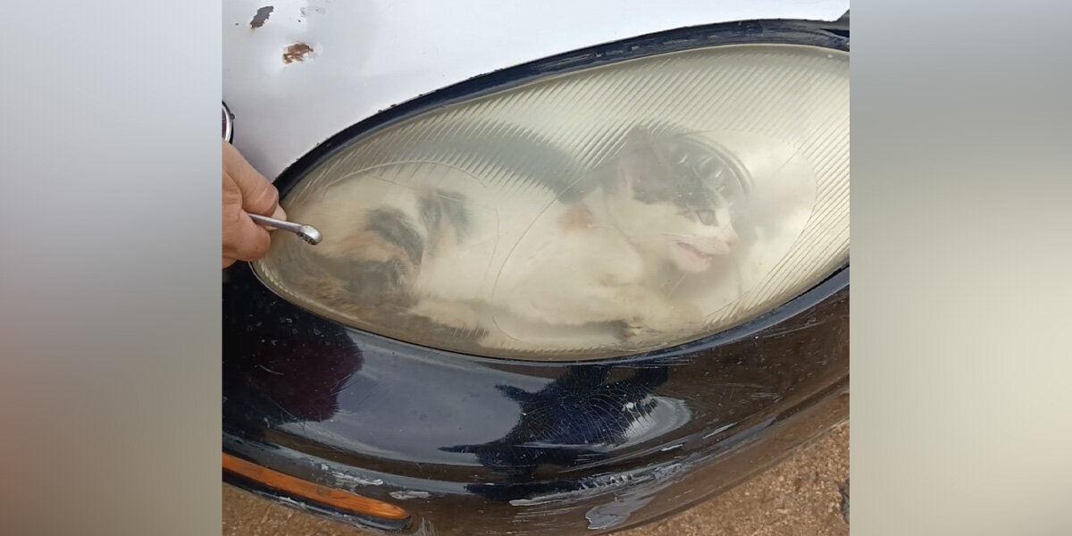Mechanics Take Apart Car’s Headlight After Seeing Something Moving Inside