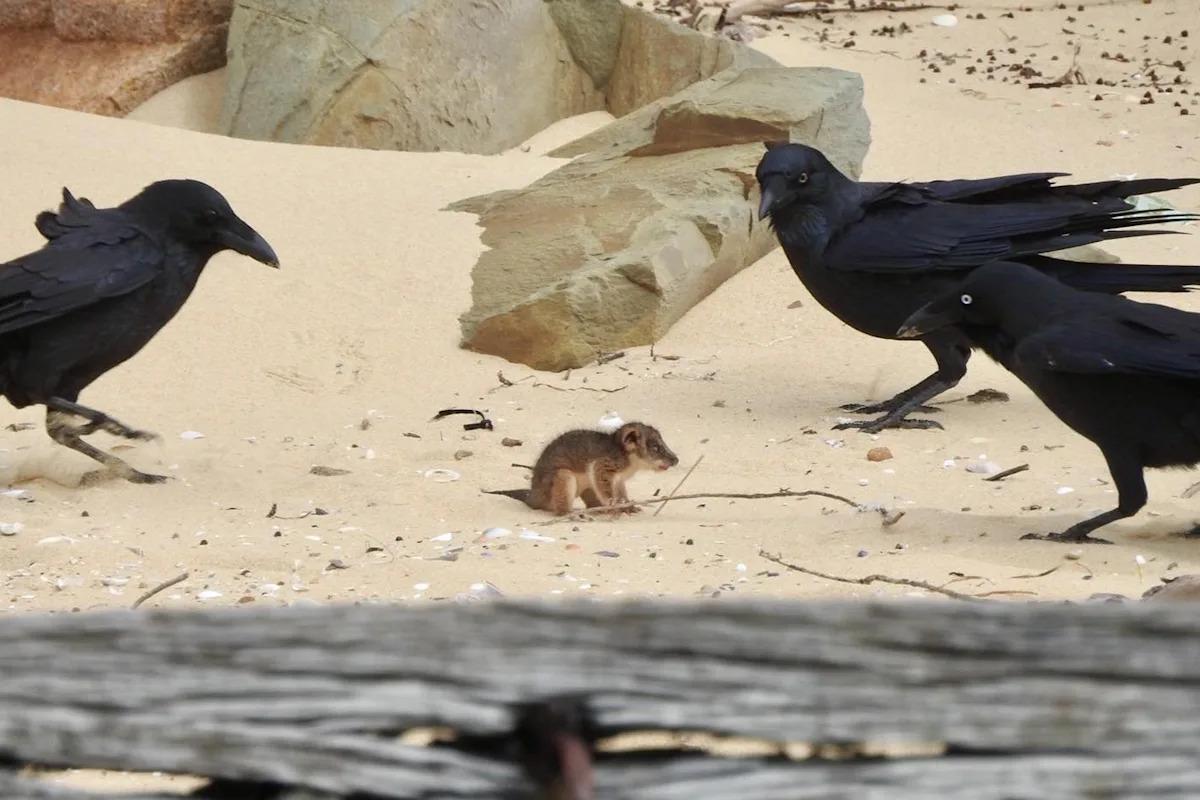 Tourist group attempts to intervene as 'heartbreaking' scene unfolds on Aussie coast