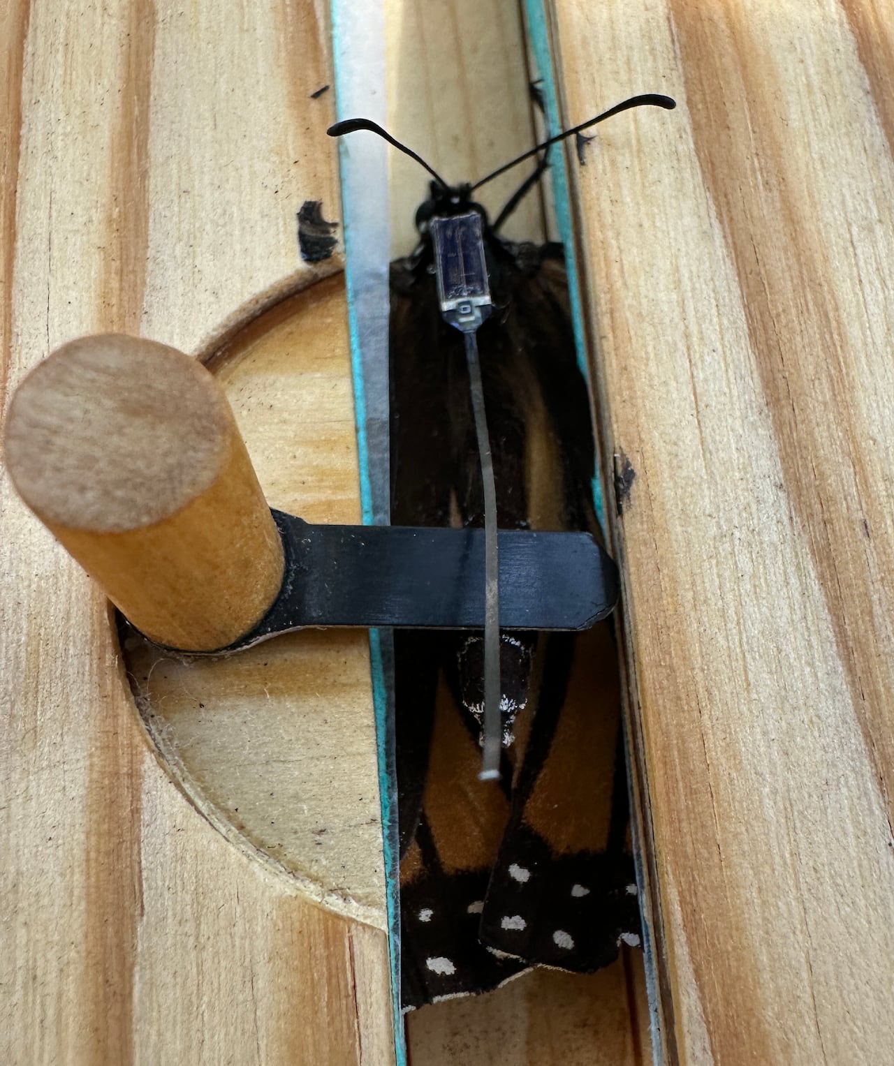 A Monarch butterfly is pictured pinned within a wooden device wtih a device attached to its back.