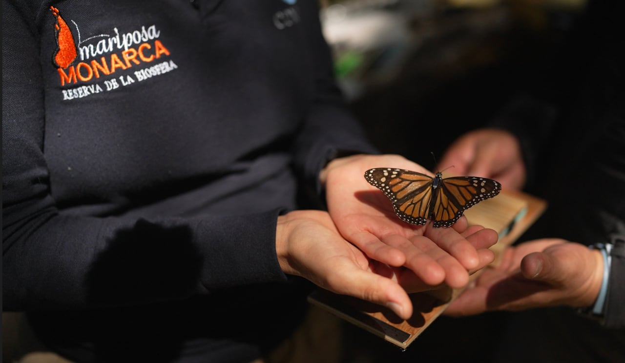 A butterfly is pictured in the hands of a woman. A transmitter is visible on the butterfly's back.