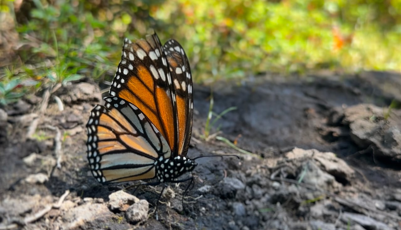 A close-up of a monarch butterfly.
