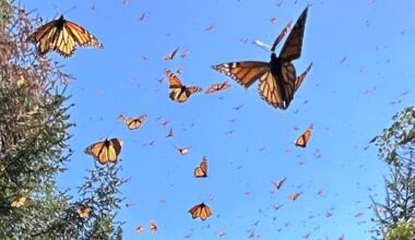 How your smartphone could help unlock the mystery of the monarch butterfly's migration from Mexico