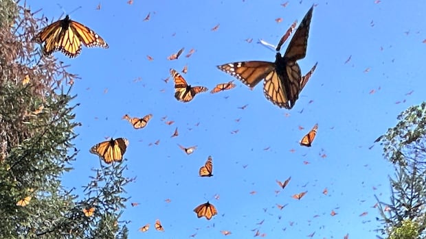 How your smartphone could help unlock the mystery of the monarch butterfly's migration from Mexico
