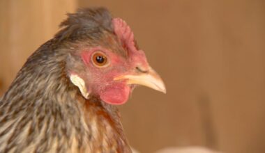 First-of-its-kind community 'chicken school' planned for northeast Calgary