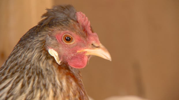 First-of-its-kind community 'chicken school' planned for northeast Calgary