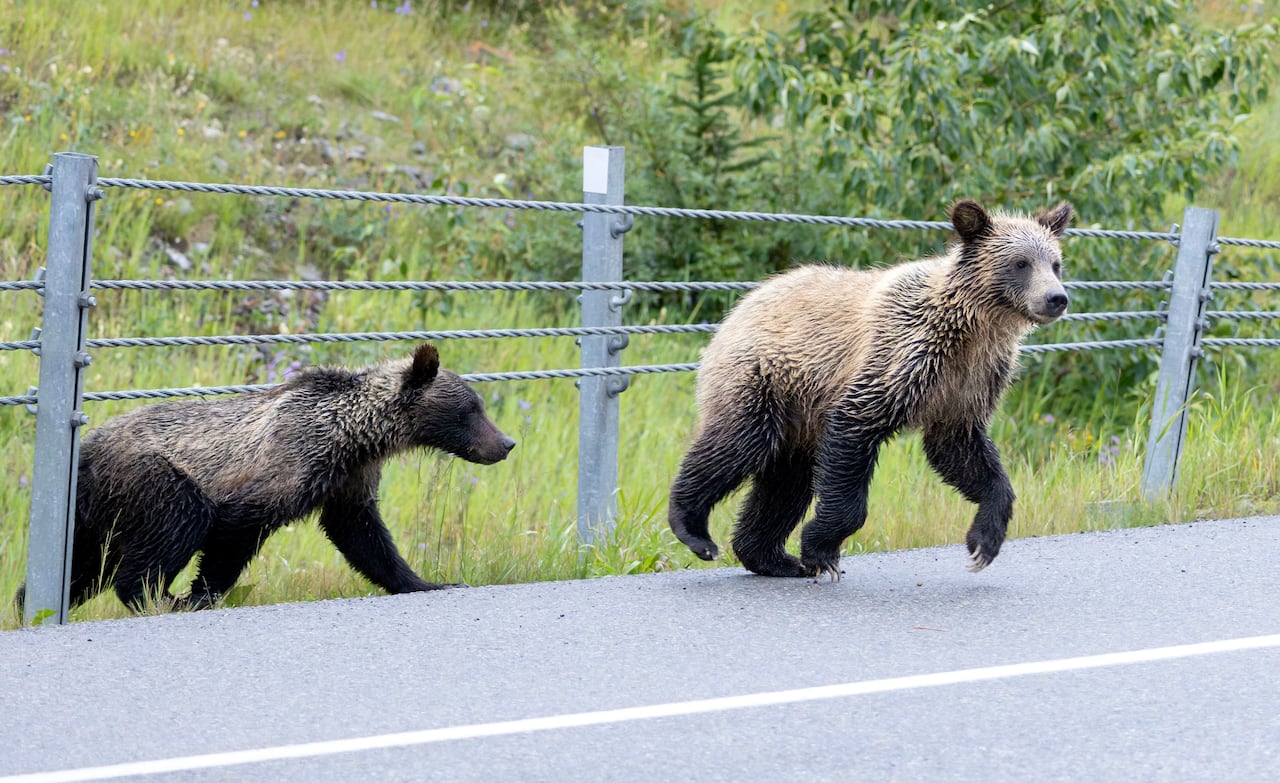 Two bears cross the road.