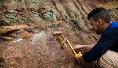Dinosaur fossils in Brazil reveal new giant species