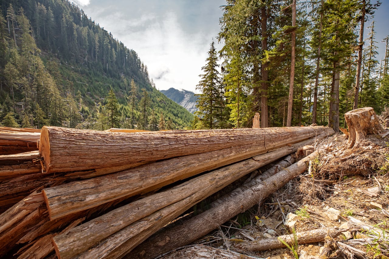 Rows of large logs are seen in a forest.