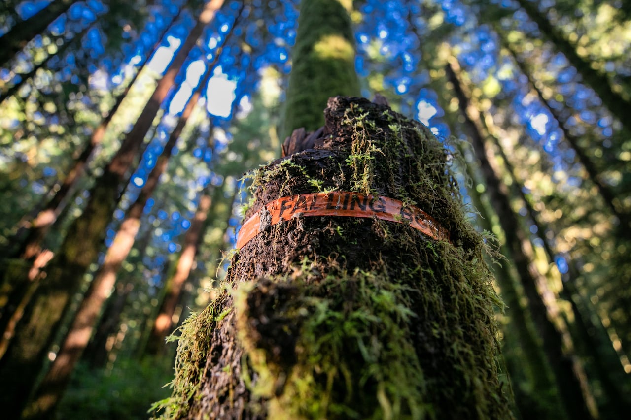 A moss-covered stump inside a wildlife protection area has orange flagging tape marked 'Falling Boundary.' 