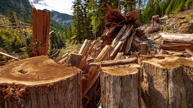 Panel appointed to map B.C.'s old-growth forests say province is failing to save them