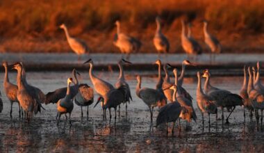 Nature’s Ability to Adapt to Human Activities Seems to be Slowing Down – Mother Jones