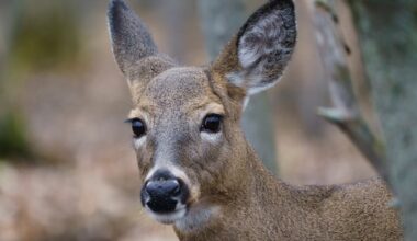 Parks Canada planning to cull dozens of deer on historic Quebec island