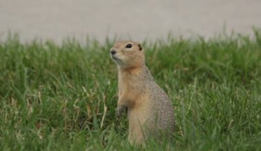 Province approves Winnipeg's request to use 2 ground squirrel pesticides