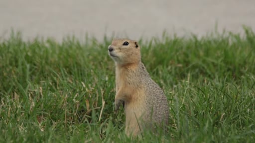 Province approves Winnipeg's request to use 2 ground squirrel pesticides
