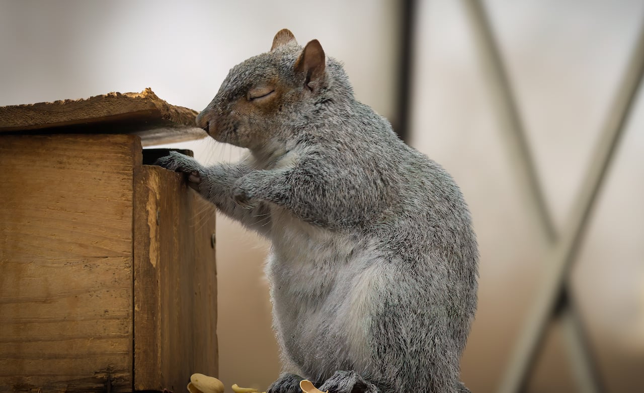 A squirrel perched on an outdoor feeder with its eyes closed.