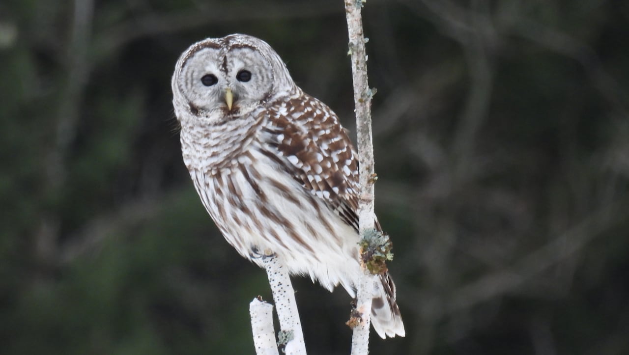 A white and brown owl perches on a white tree branch.