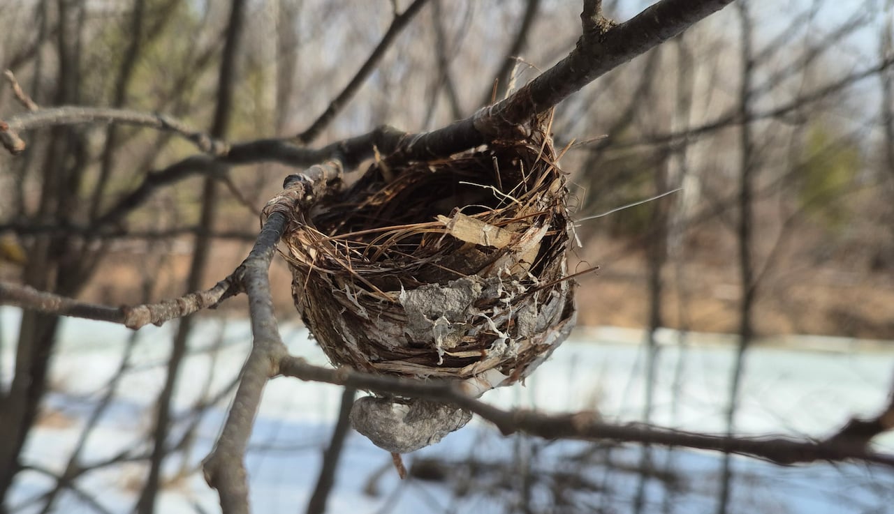 A bird nest made of twigs sits on a tree branch on a snowy day.