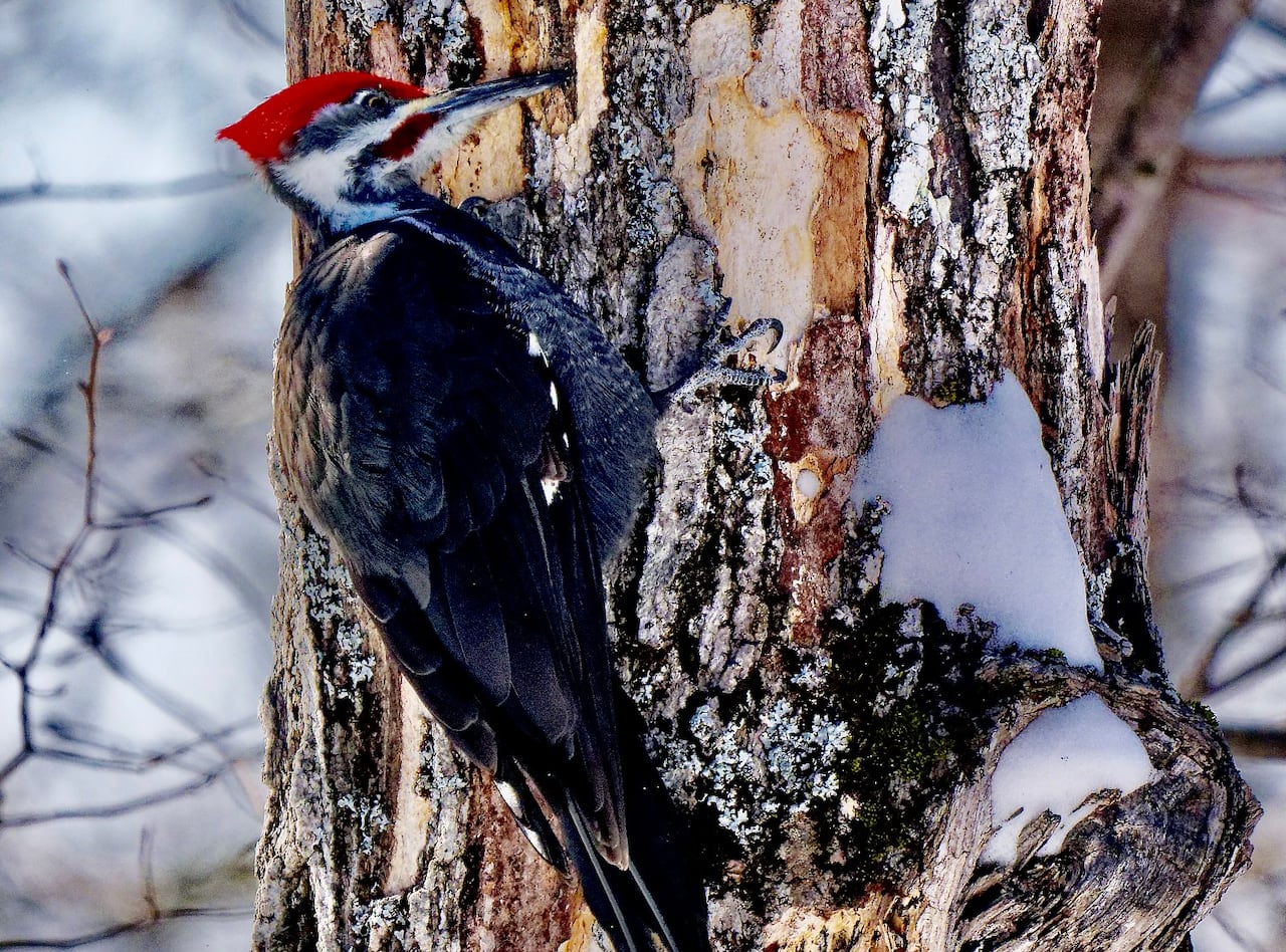 A black and white woodpecker with a red head, pokes a hole in a snowy tree.