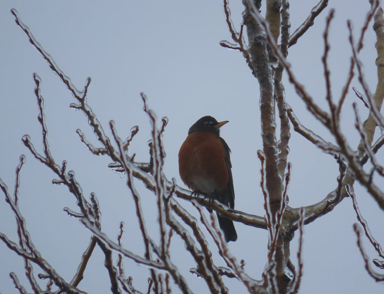 A bird with a red belly sits on an icy tree branch.