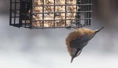 March critters: Enjoy these photos from around New Brunswick