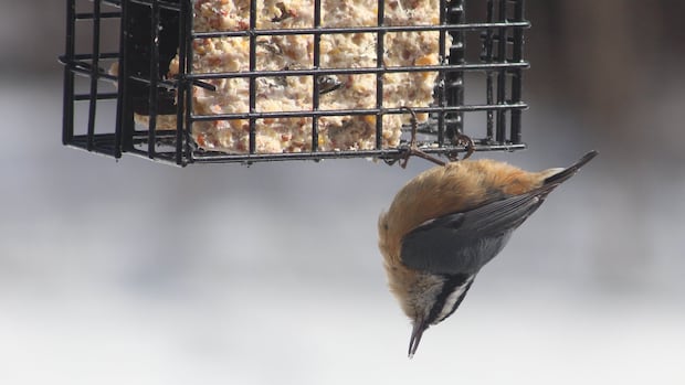 March critters: Enjoy these photos from around New Brunswick