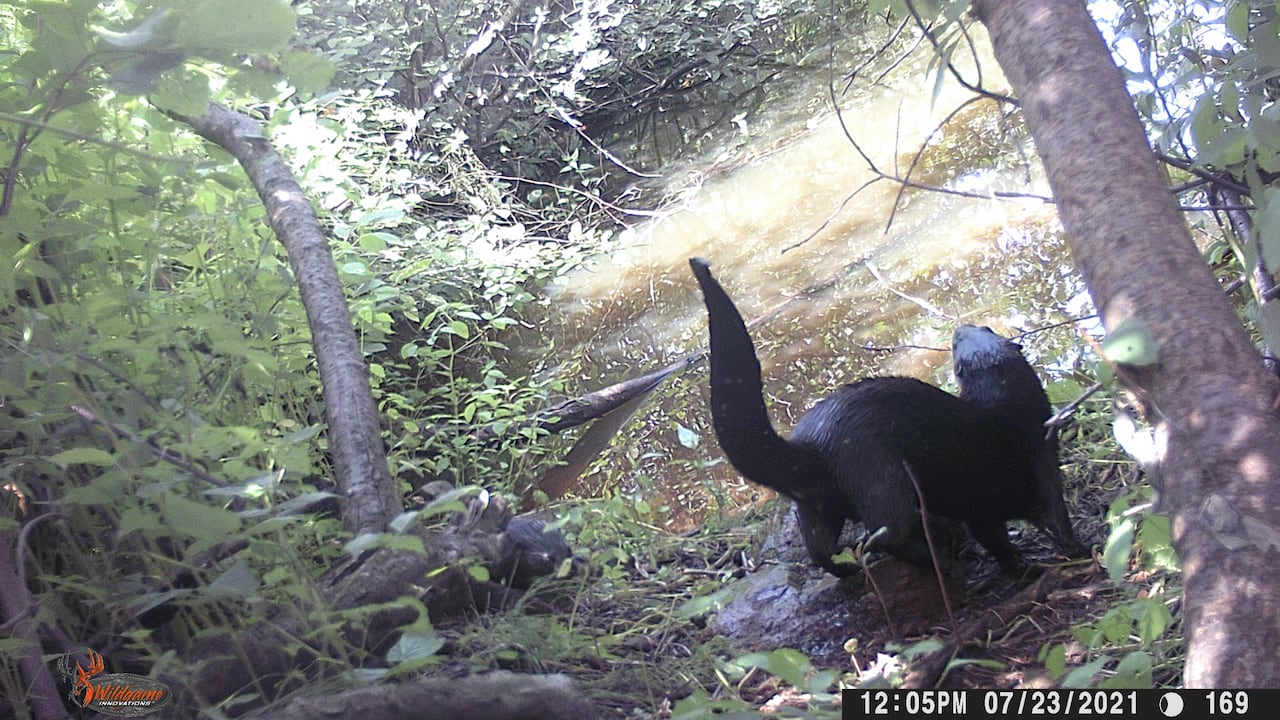 An otter with its tail in the air caught on a trail camera.