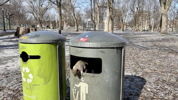 Trash cans are here to stay in Montreal's La Fontaine Park as city nixes project