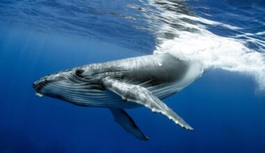 The world's oldest-known whale song recordings tell a story about the changing ocean