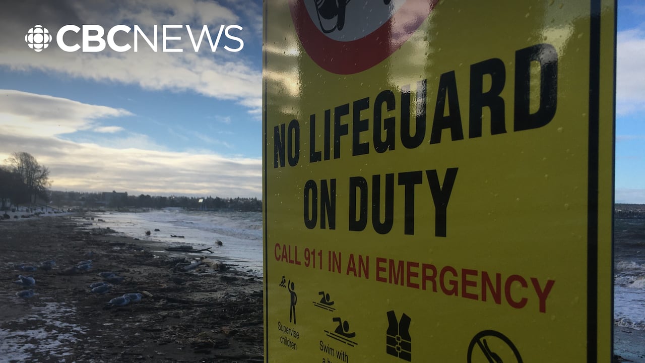 Why Vancouver's park board is cutting lifeguard staffing at some beaches